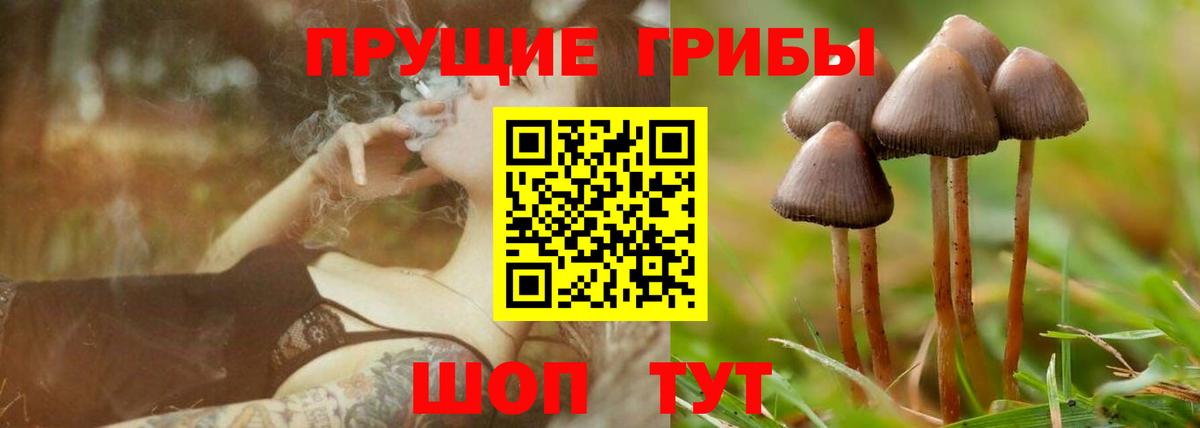 Галлюциногенные грибы Cubensis Кострома
